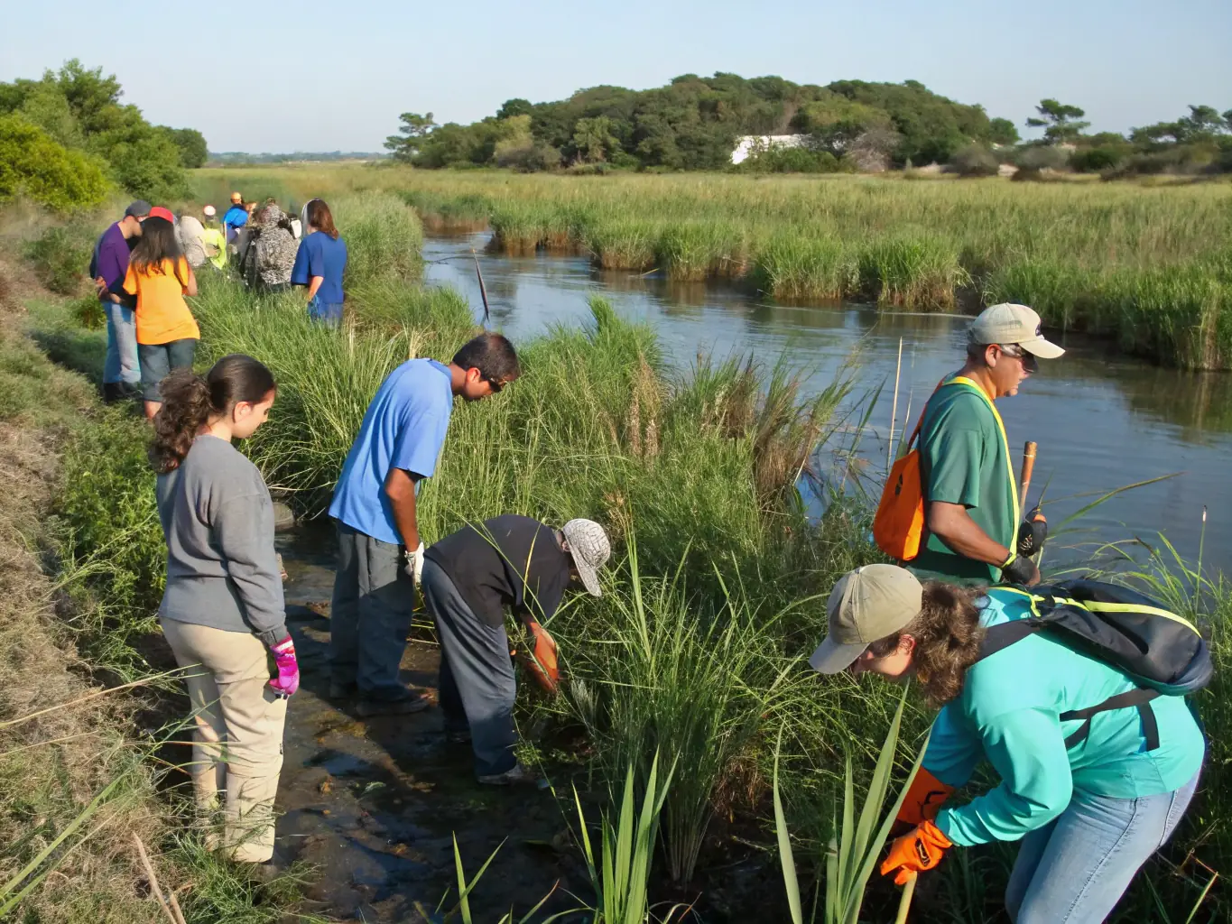 A photograph illustrating a team removing invasive plant species from a protected area, showcasing SOCIETE DE CHASSE DE CURAN's commitment to controlling nuisance species.